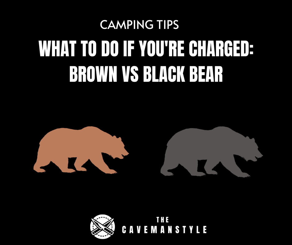 Bear Problem: What to Do If You're Charged with a Bear